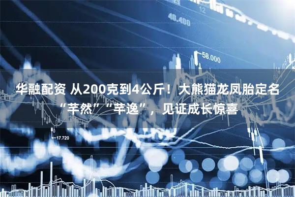 华融配资 从200克到4公斤！大熊猫龙凤胎定名“芊然”“芊逸”，见证成长惊喜